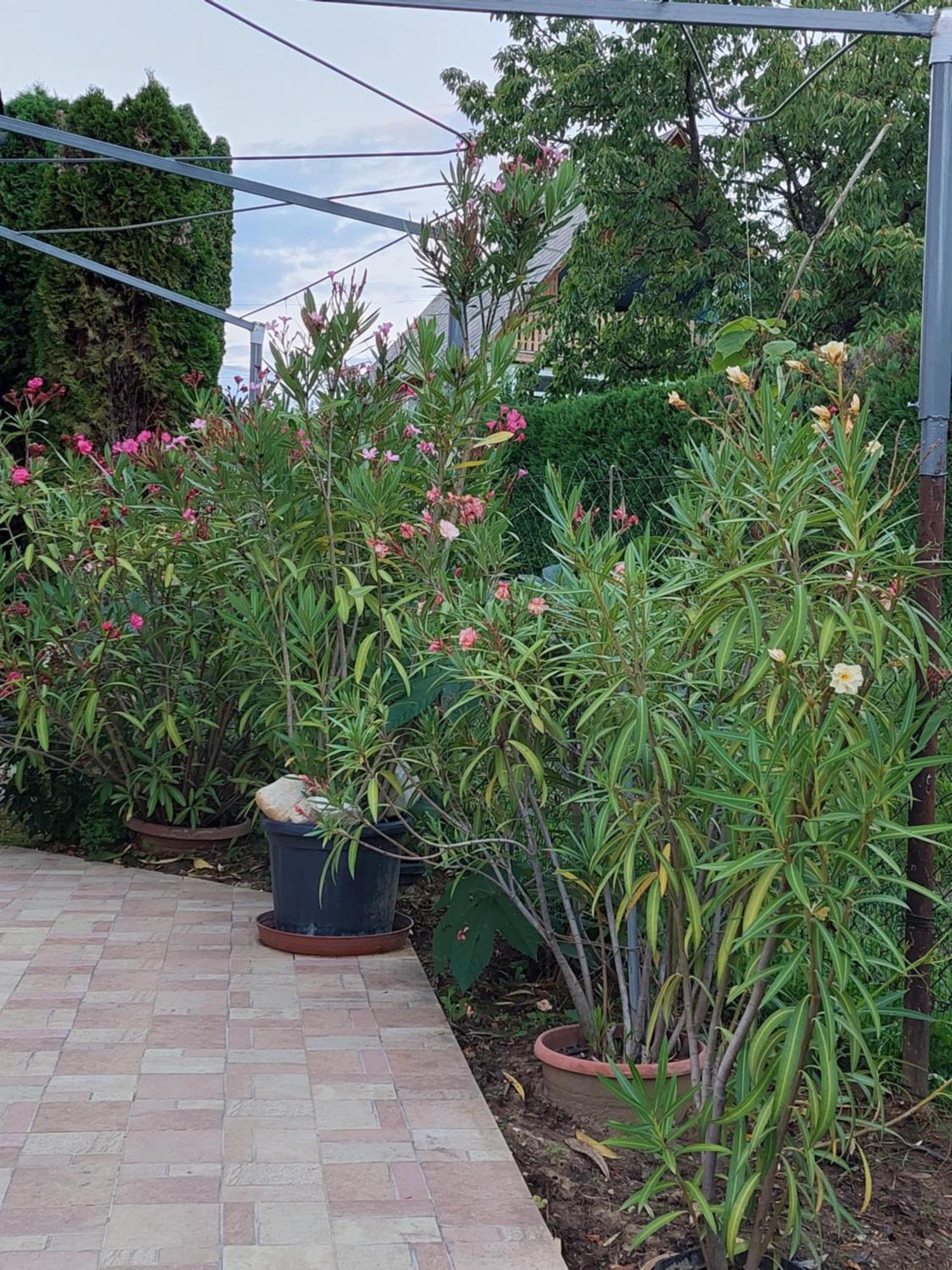 Lonci Apartman ザラカロシュ エクステリア 写真
